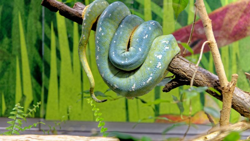 Snake Species that Live in Trees