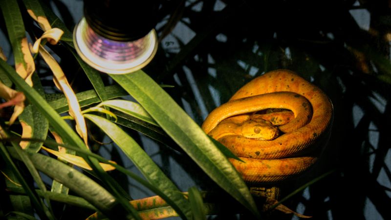 Heat requirement for snakes at night (Ultimate Guide)