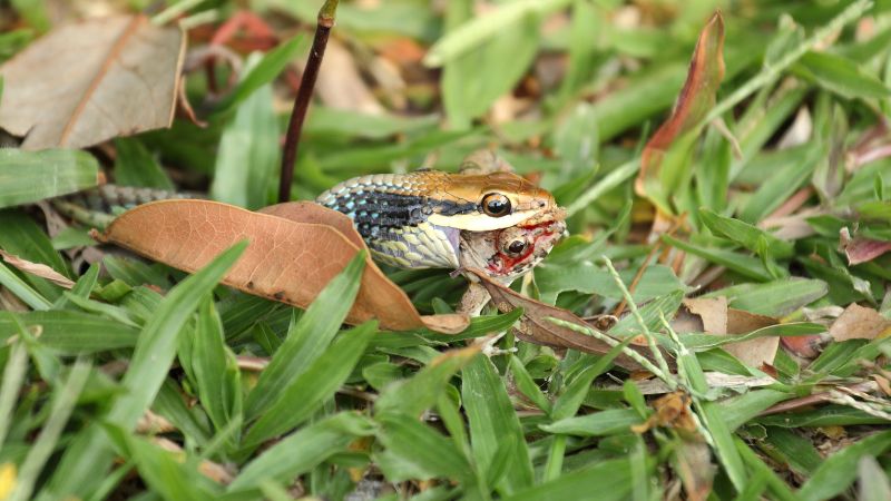 Can snakes eat more than they should? (Ultimate Guide)