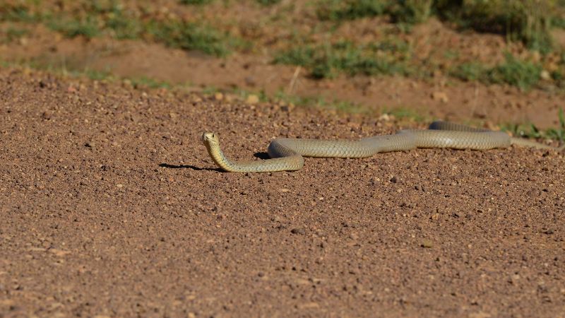 How fast can snakes run?