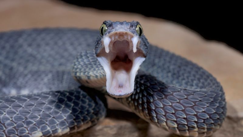 How Snakes Replace Their Teeth