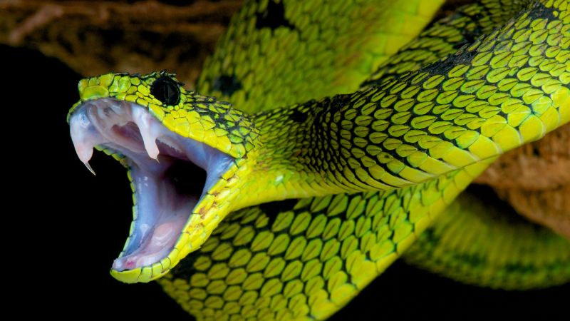 The Enigmatic World of Snake Vision
