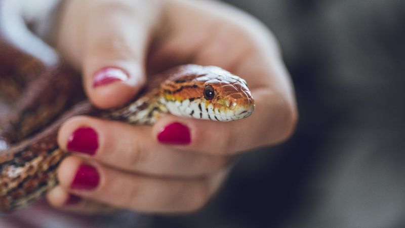The Science Behind Snakes Sensing Pregnancy