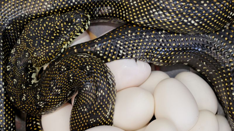 Factors Affecting Snake Pregnancy