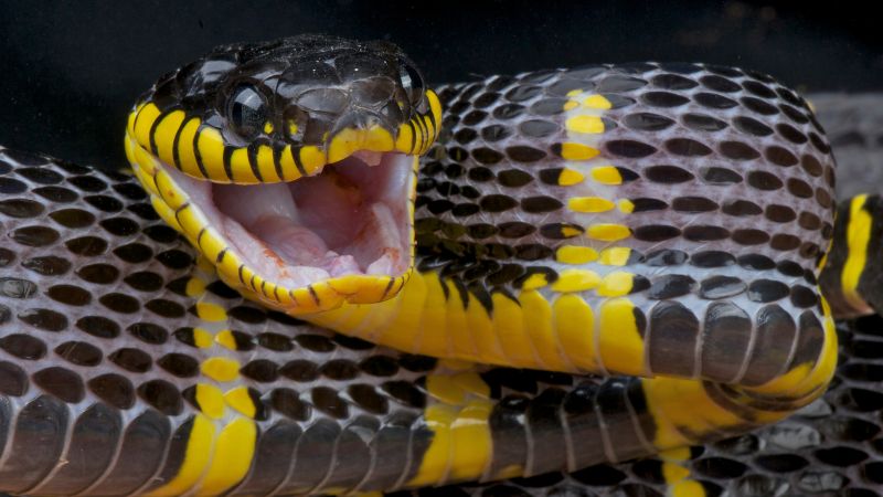 Myths about Snakes and Yawning