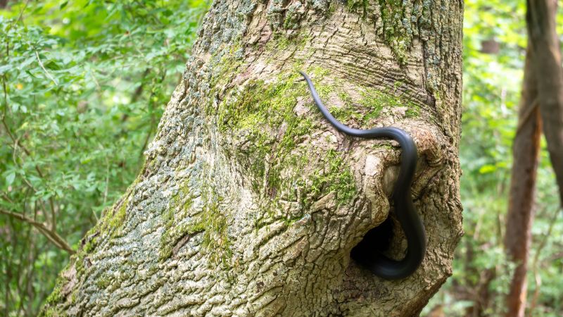 Adaptations of Arboreal Snakes