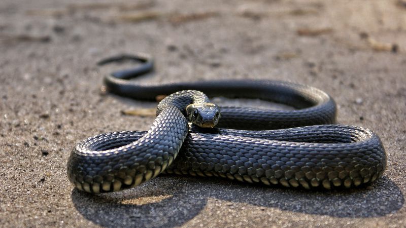 Snake behavior in anthills