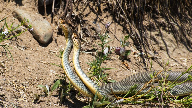 Snakes' Mating Season