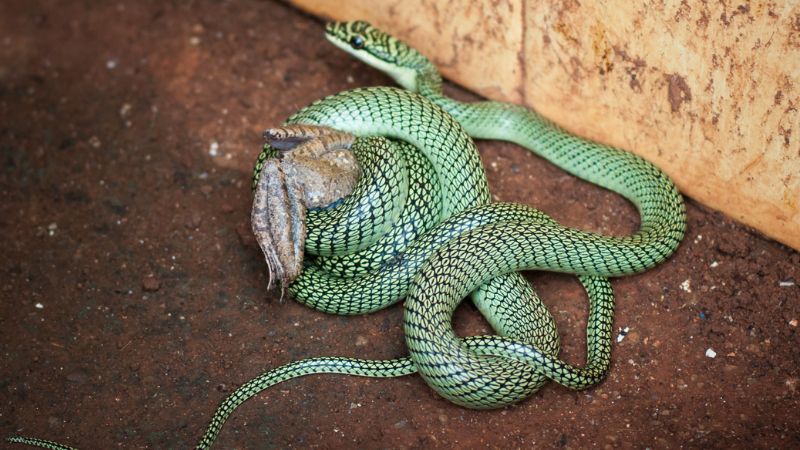 Carrion as a Food Source for Snakes