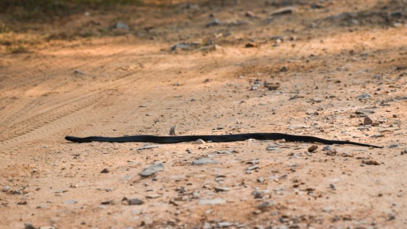 Factors affecting snake speeds