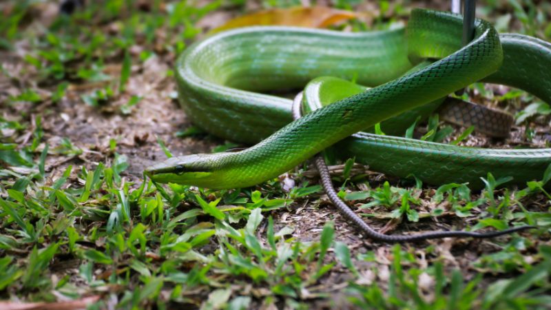 Why Snakes Can't Regrow Their Tails