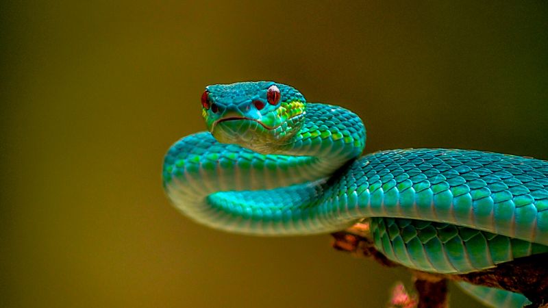 The Research on Snake Color Vision