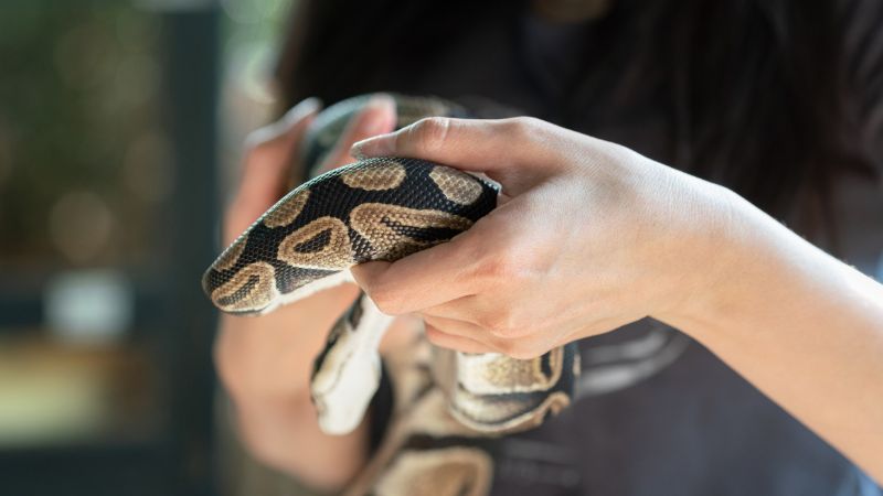 Anecdotal Evidence of Snakes Reacting to Pregnancy