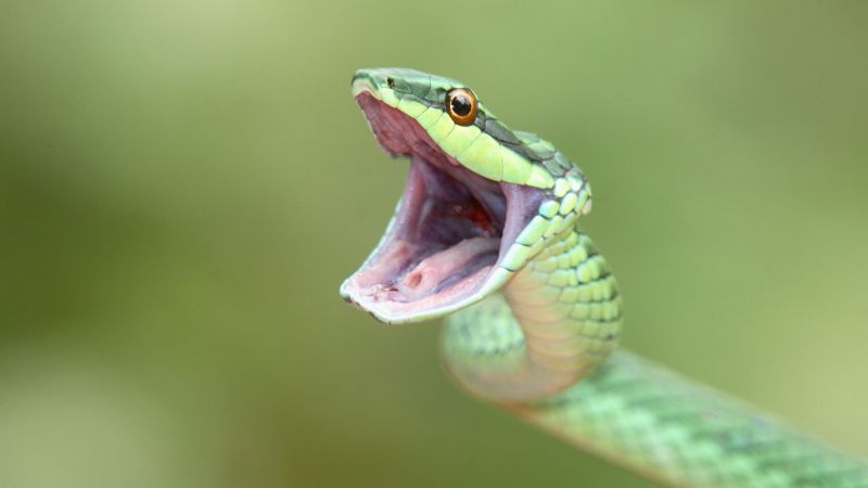 Reasons Why Snakes Yawn