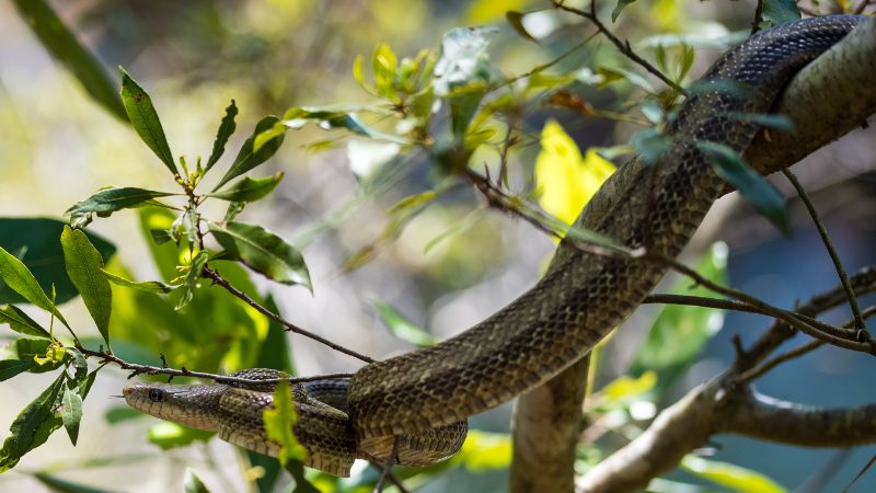 Behavior of Arboreal Snakes