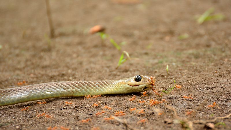 Interactions between ants and snakes in anthills