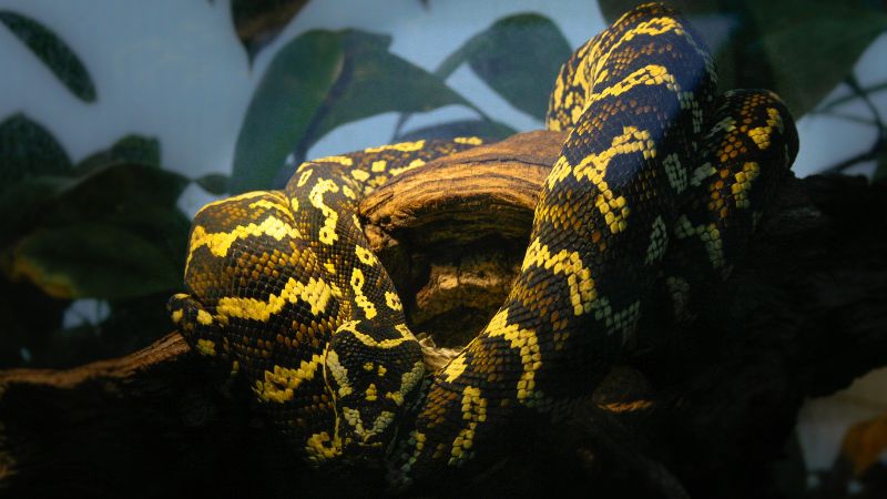 Benefits of Heat at Night for Snakes