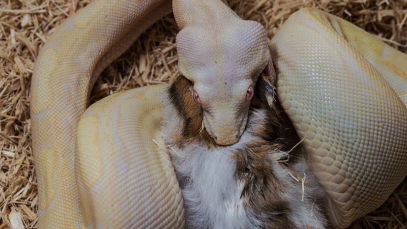 Decomposition and Digestion in Snakes