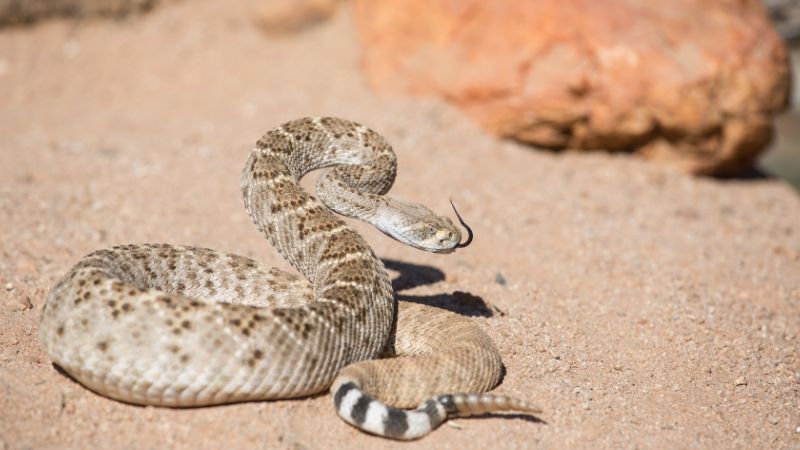 Examples of snake species and their speeds