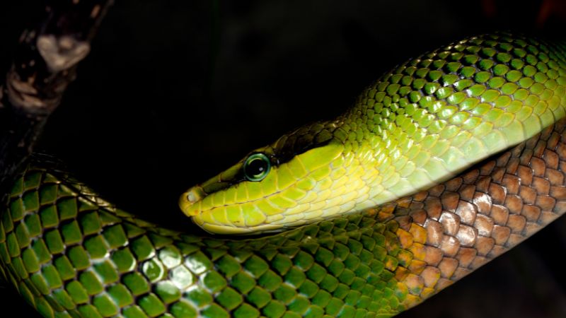 Can a Snake Survive with its Tail Cut Off?