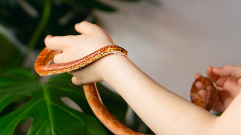 Snakes' Behavior Towards Pregnant Women