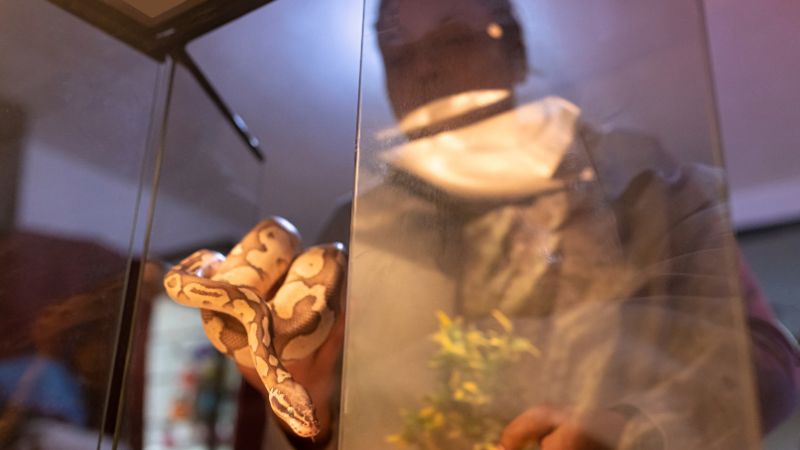Best Practices for Using Paper Bedding for Snakes