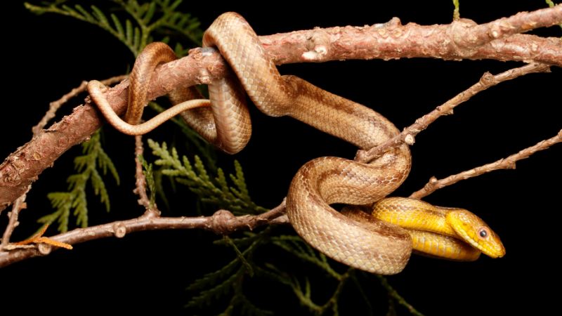 How Snakes Climb Trees
