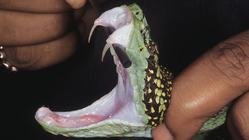 Snakes That Regrow Fangs