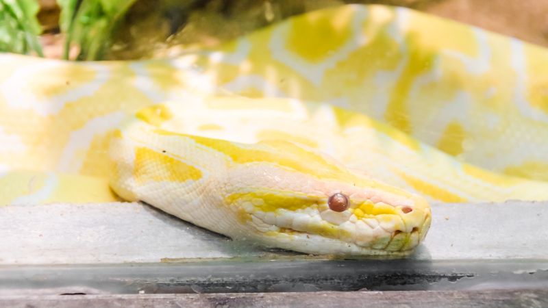 Can Snakes Actually Tell if You're Pregnant?