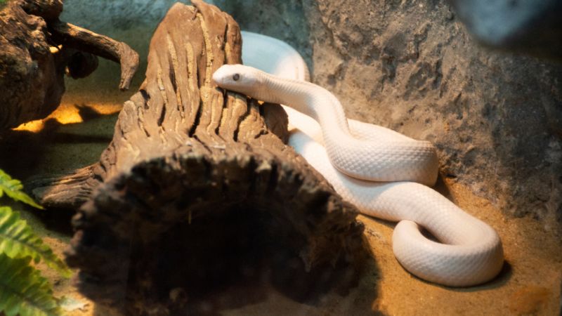 Research Studies on Paper Bedding for Snakes