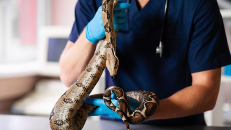 Diagnosing Snake Seizures