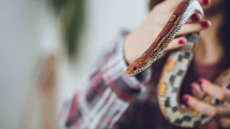 Safety Precautions and Risks When Handling Snakes