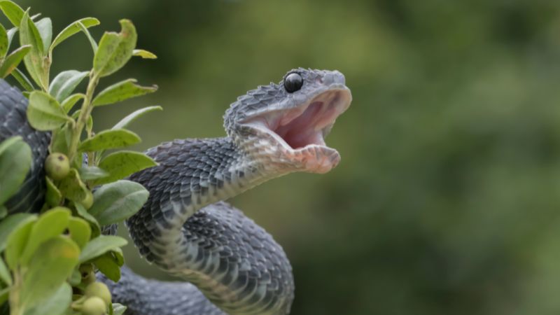 Benefits and Challenges of Tree-Dwelling for Snakes