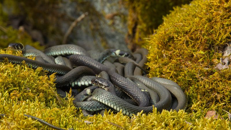 Factors Influencing Snake Group Behavior
