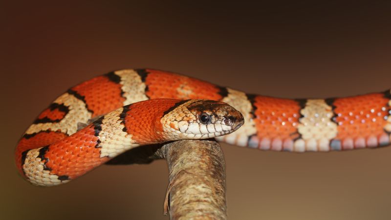 Temperature Guidelines for Snakes at Night