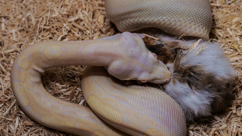 Common misconceptions about snake feeding 