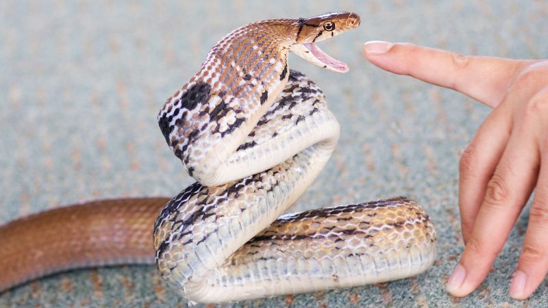 Snake behavior towards humans