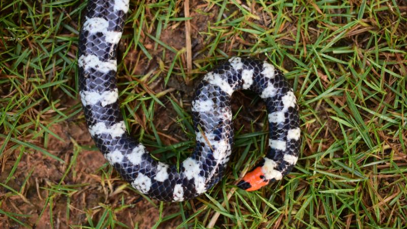 Common Misconceptions About Snake Regeneration