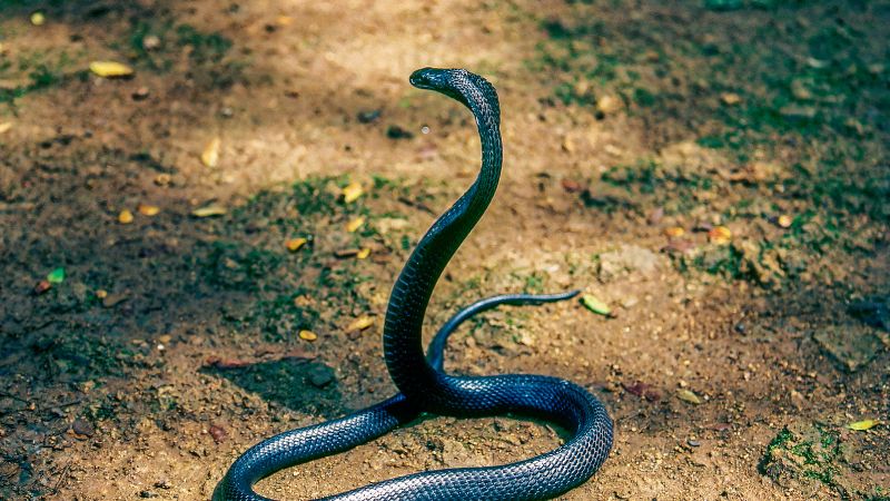 UV Sensitivity in Snakes