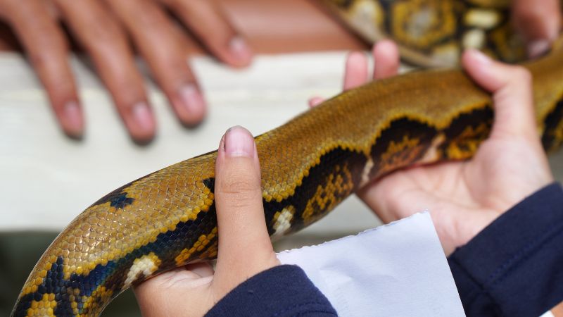 Treating Snake Seizures