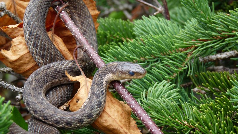 Case Studies of Arboreal Snake Habitats