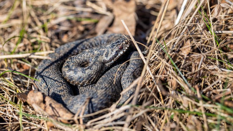 Case studies and observations of snakes in anthills