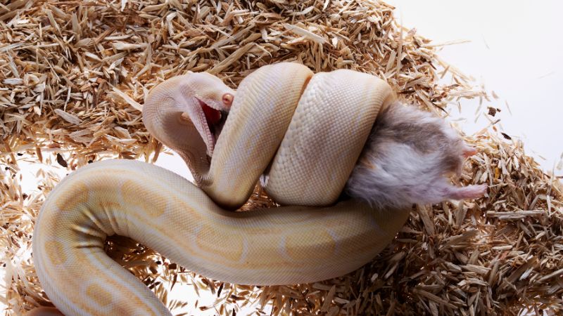 Safety and Health Considerations For Snakes