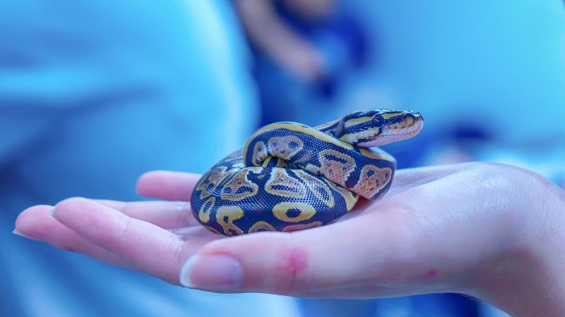 Factors That Influence Snakes' Ability to Sense Pregnancy