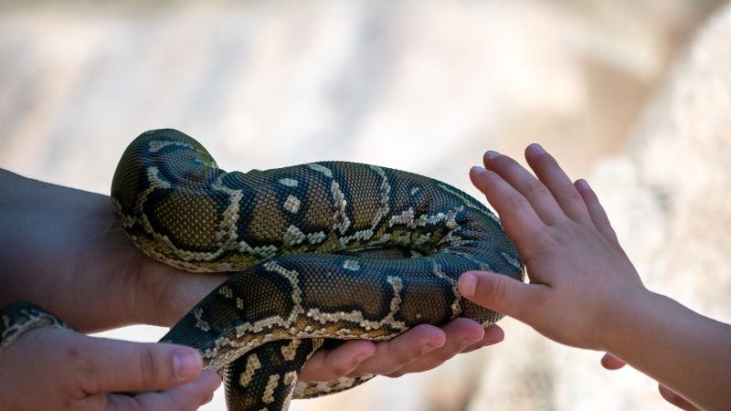 Alternative Options for Snake Enthusiasts