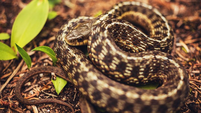 Common Misconceptions about UV Light and Snakes