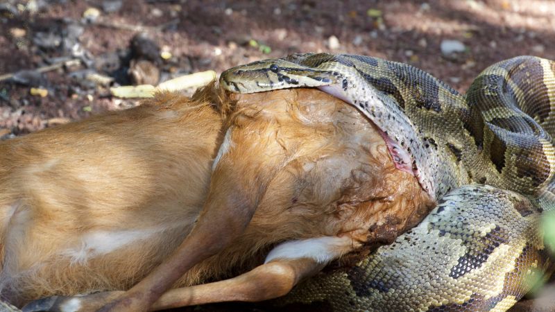 The Biggest Animals Snakes Have Eaten