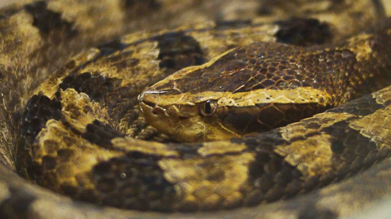 Potential Risks and Dangers of UV Light for Snakes