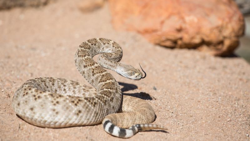 Evolutionary Adaptation of Snake Vision