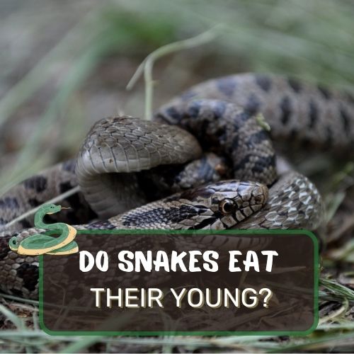 Do Snakes Eat Their Young? Young Cannibalism Unveiled!